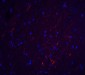 SRSF3 Antibody
